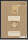 Coscinodiscus johnsonianus (Grev.) Rattr. (de-Toni-Nr.: Genus 202, Species 4872) Zeichnungen Sammlung Grunow Nr. 8619 (NHMW-BOT-W0378008)